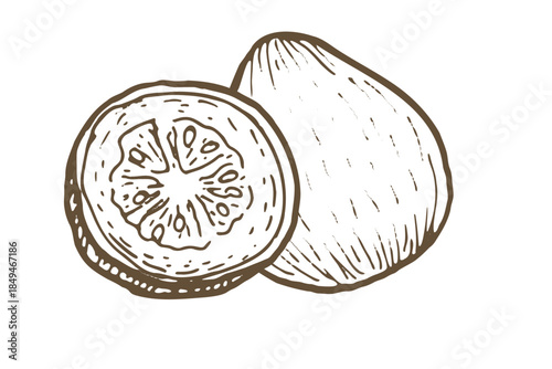 Sketch of guava fruit whole and half. Hand drawn vector illustration. Vintage ink drawing. Tropical fruit plant for food design.