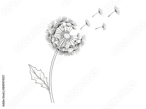 Dandelion seed head with fluffy white seeds ready to disperse in the wind