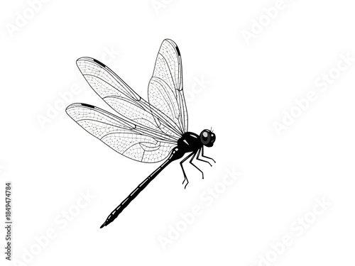 Dragonfly