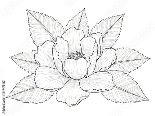 Black and white line drawing of a single lotus flower with detailed petals and center