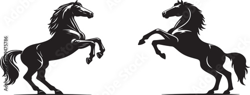 Two majestic black horses rearing up on their hind legs a powerful display