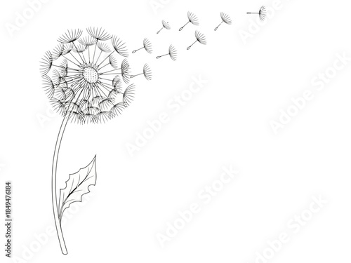 Dandelion seed head with fluffy white seeds ready to blow away