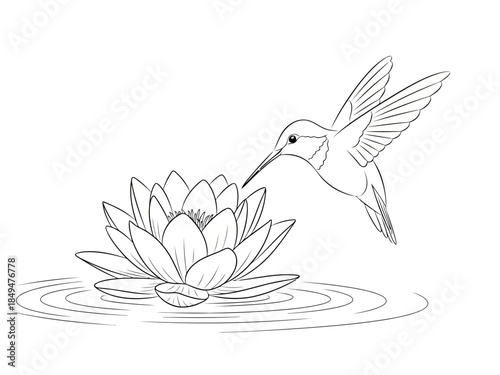 A hummingbird hovering over a lotus flower in a serene pond with ripples, detailed line art drawing