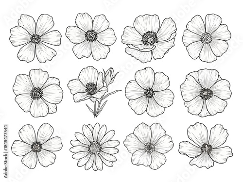 Black and white line art of various flowers with detailed petals and centers