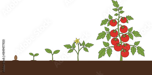 Tomato plant growth stages illustration, seed to harvest lifecycle, gardening agriculture infographic, vegetable farming concept, flat vector design educational botanical