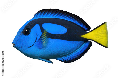 Blue tang fish swimming, vibrant tropical marine life, aquarium pet, underwater ecosystem, transparent background