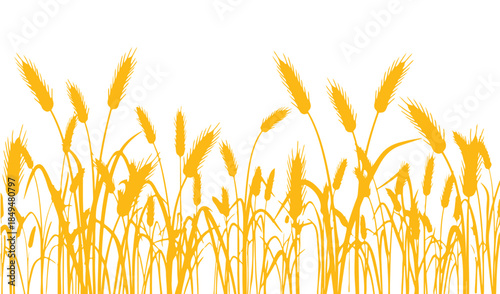 A white background with a seamless design. This vector illustration showcases a field filled with wheat ears, ideal for agriculture or bakery.