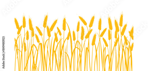 Seamless pattern on a white background. This vector illustration features a field of wheat ears, perfect for agriculture or bakery themes.
