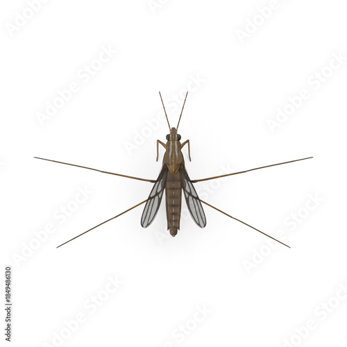 Water Strider Insect top view