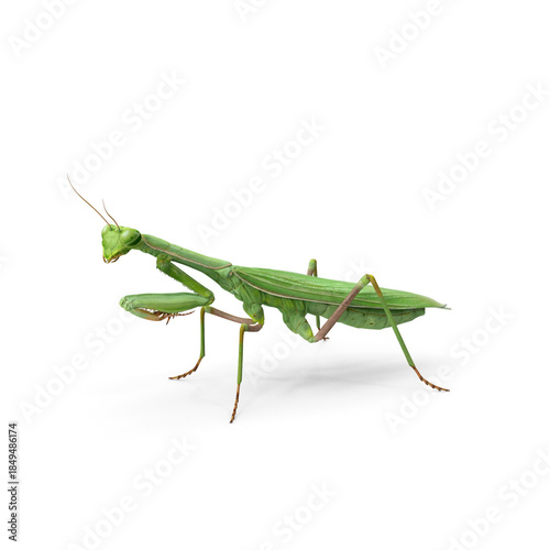 Praying Mantis insect side view isolated on transparent background
