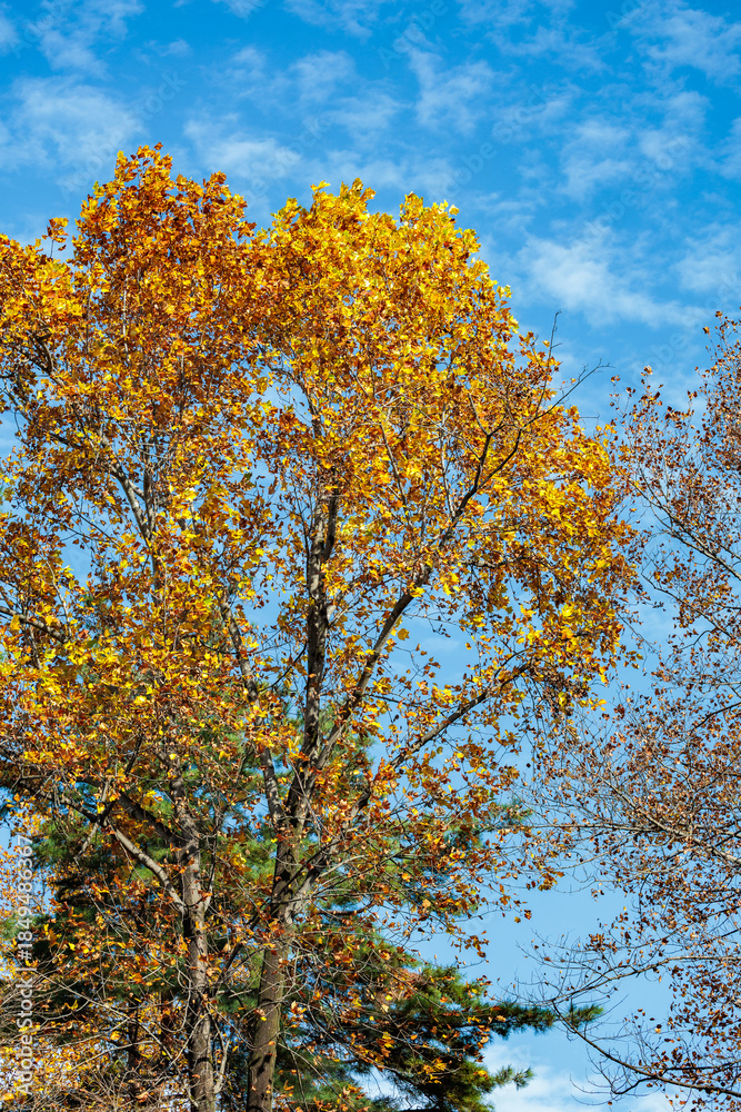 Fototapeta premium The view of the yellow leaves of the tulip tree shining against the blue autumn sky.