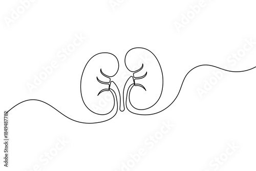 Human kidney continuous one line drawing and minimalist style isolated outline vector illustration