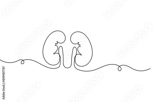 Human kidney continuous one line drawing and minimalist style isolated outline vector illustration