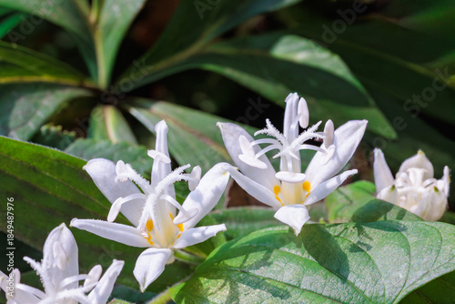 Close-up of beautiful white toad lily flowers blooming in autumn garden.