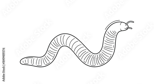 Black and white line art illustration of a segmented worm-like creature with antennae, depicted in a wiggling motion on a clean white background.