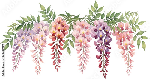 Watercolor illustration of wisteria flowers in a decorative border arrangement with purple, pink, and peach blossoms