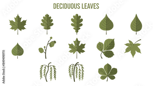 Flat design illustrations of twelve different green deciduous leaves and branches