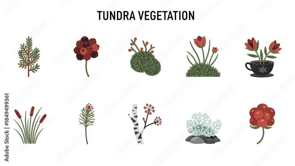 Φωτογραφία Tundra vegetation illustrated with ten types of plants and fungi