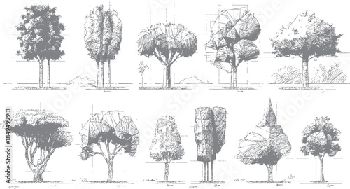 Collection of eleven detailed hand-drawn grey of various deciduous trees with architectural construction lines and annotations showing different shapes and forms