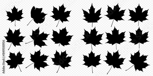 Collection of black maple leaf silhouettes in various shapes and sizes.