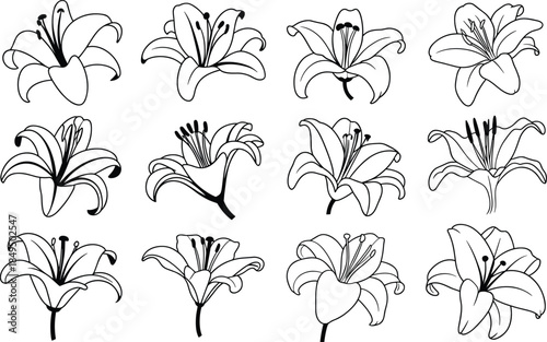 Twelve black and white line of lilies in various orientations