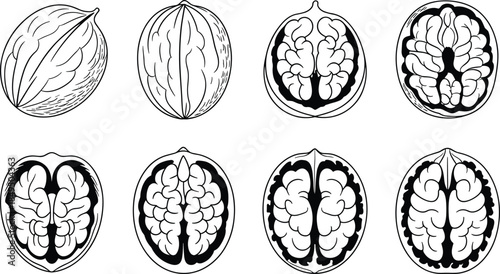 Seven stages of walnut development from shell to brain-like cross-section