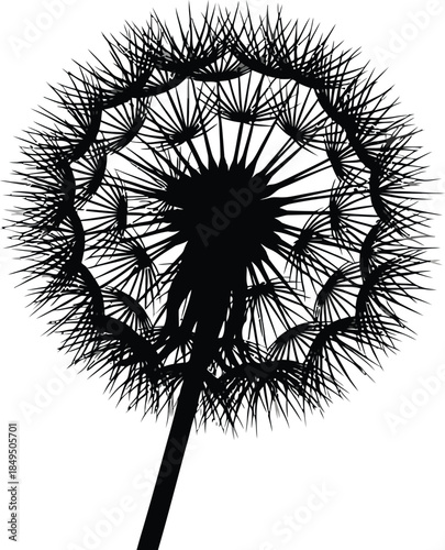 Silhouette of a dandelion seed head ready to disperse