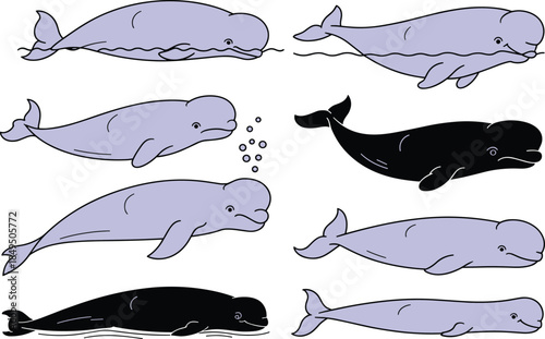 Beluga and narwhal whale vector set, stylized marine animal poses, black and purple artwork, ocean creature design, aquatic wildlife illustration pack