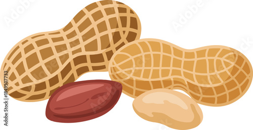Two peanuts in shell with one shelled peanut and one peanut kernel, isolated on transparent background