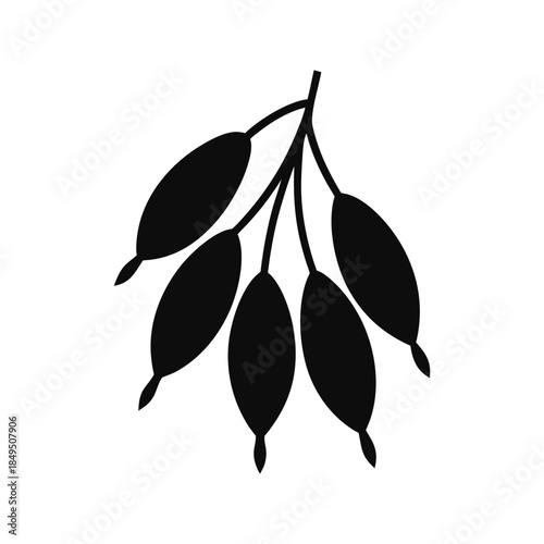 Moringa pods drumstick plant silhouette herbal food art on white background Vector illustration