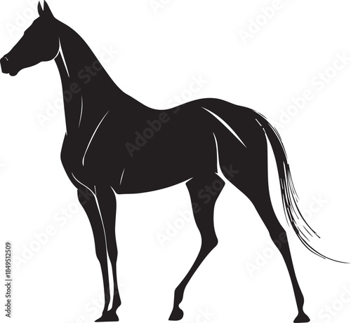 Akhal-Teke Horse Vector Silhouette Black Isolated on White Background