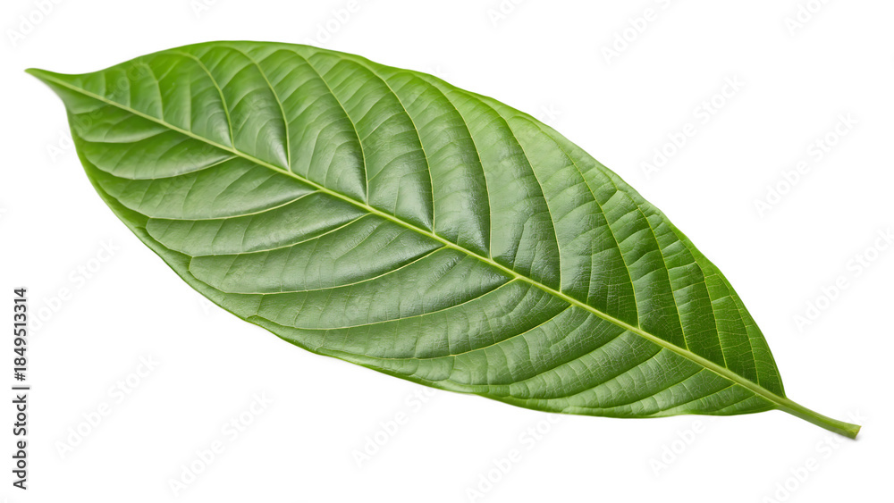 Obraz premium Green Cocoa Leaf Isolated Cut Out on PNG, Isolated Background, AI Generated