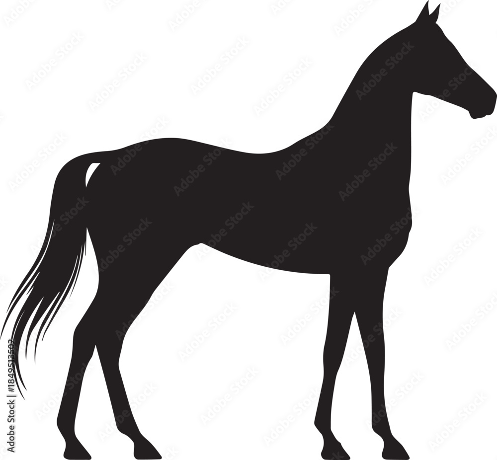 Fototapeta premium Akhal-Teke Horse Vector Silhouette Black Isolated on White Background