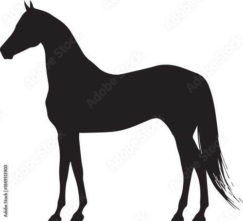 Akhal-Teke Horse Vector Silhouette Black Isolated on White Background