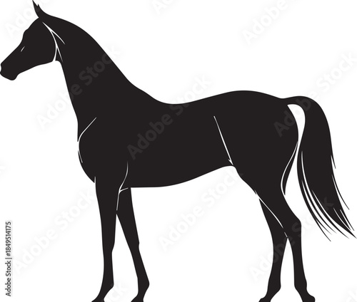 Akhal-Teke Horse Vector Silhouette Black Isolated on White Background