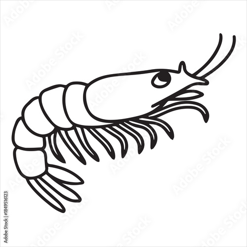 vector illustration of shrimp line drawing art