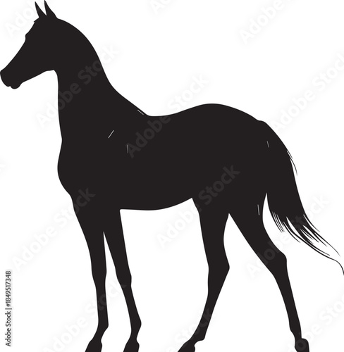 Akhal-Teke Horse Vector Silhouette Black Isolated on White Background