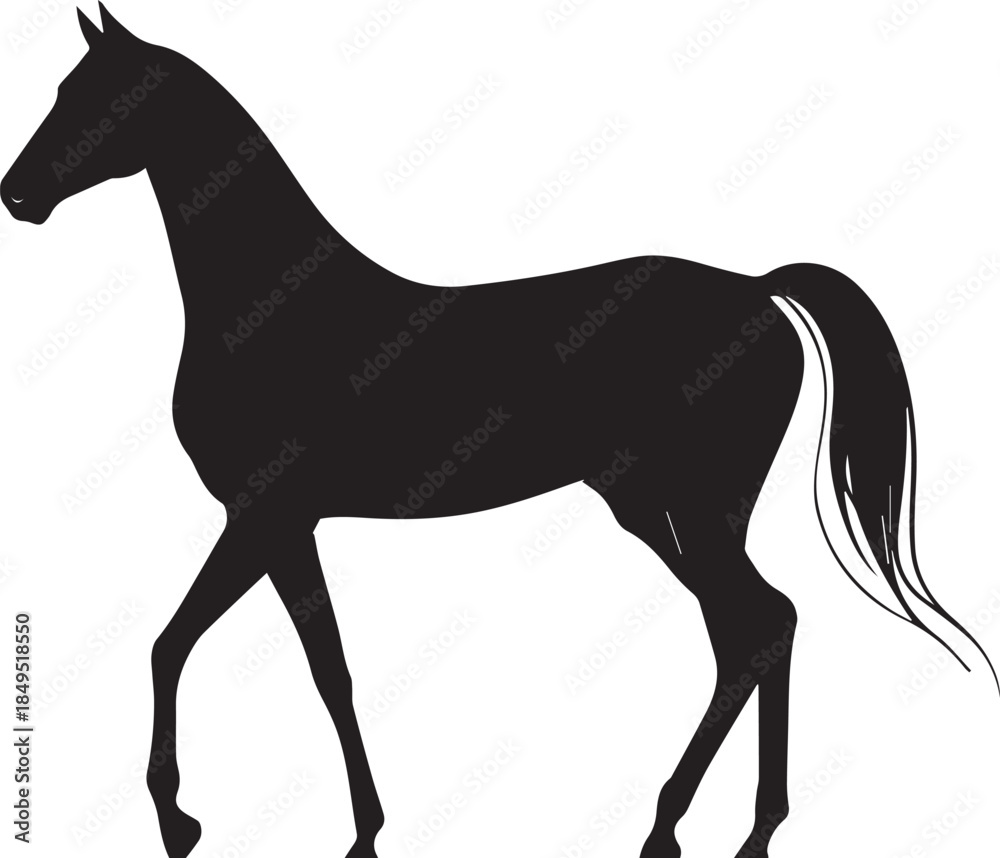 Fototapeta premium Akhal-Teke Horse Vector Silhouette Black Isolated on White Background