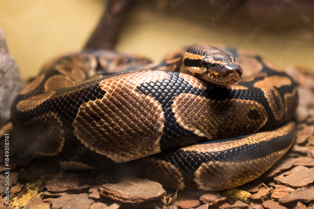 Obraz premium Close-up of a coiled python snake resting on the forest floor, showing detailed scales and natural camouflage in a wildlife and reptile environment.