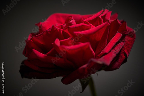 Fotografía red rose portrait in low key