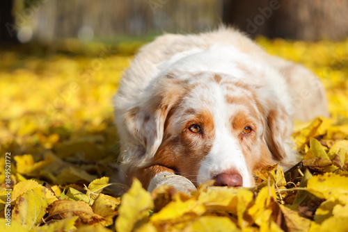 Cute Australian Shepherd do...