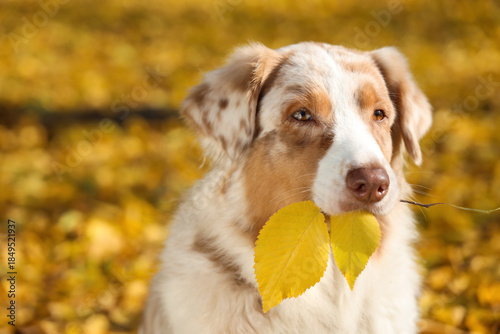 Cute Australian Shepherd do...