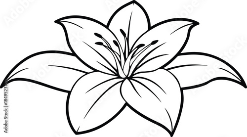 Simple outline drawing of a beautiful lily flower