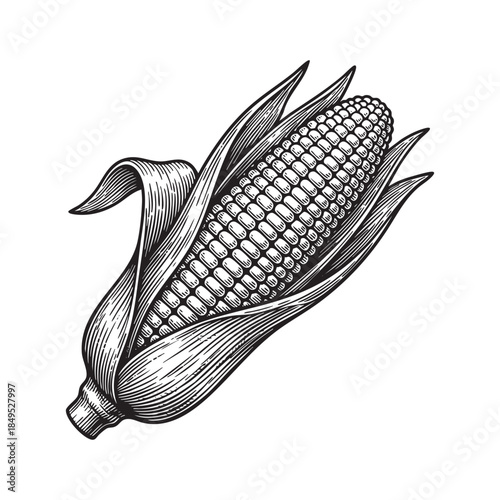 Corn Cob Maize Vegetable Engraving