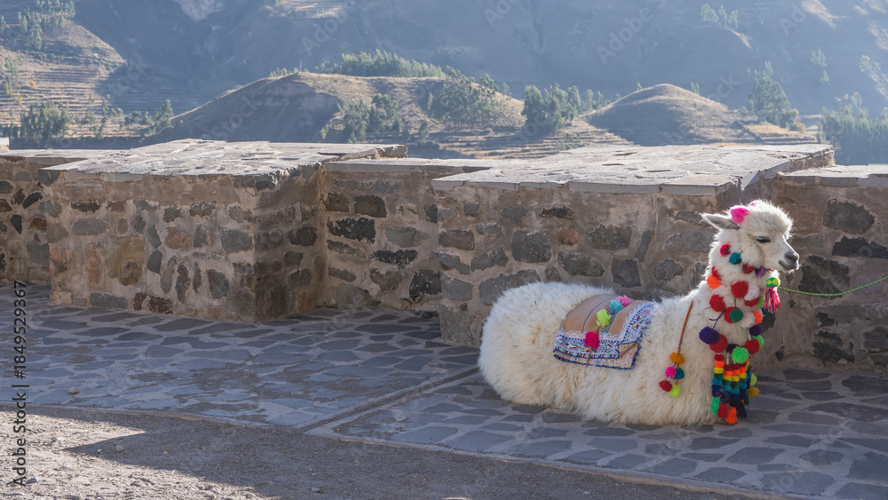 Obraz premium A white llama lies on a observation deck in the mountains. The animal is beautifully dressed up. Horse blankets, colorful bright pompoms, tassels. Side view. Peru. Colca Canyon