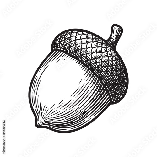 Vintage Oak Tree Acorn Nut Engraving