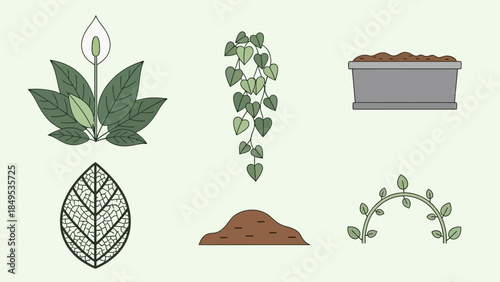 Collection of various plant elements including a peace lily, trailing vine, single leaf, soil, and planter box.