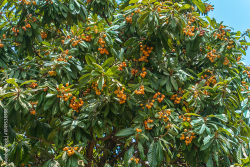 Canvastavla Golden Loquat Fruits Hanging on Summer Tree with Lush Green Leaves