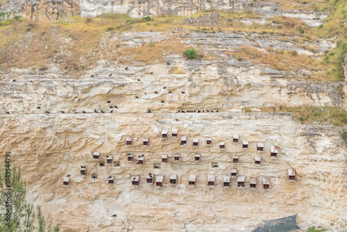 Fototapeta Naklejka Na Ścianę i Meble -  Northern Bald Ibis (Geronticus eremita) nest in the rocky areas of the rehabilitation and breeding center on the banks of the Euphrates River in Birecik District of Şanlıurfa, Turkey, and live in the 