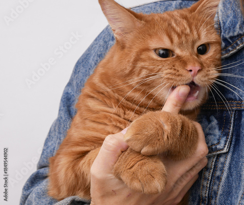 Domestic ginger cat playfully bites its owner's hand.